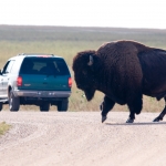 Badlands Baby!