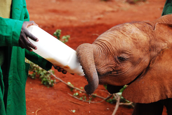 Out of Africa